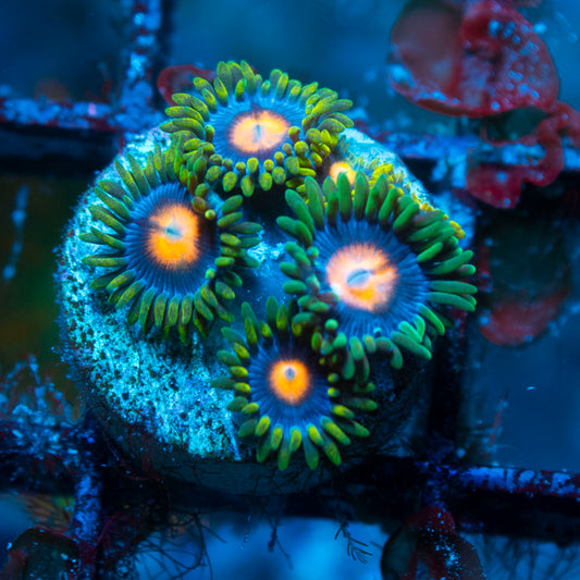 Blowpop Zoa live reef coral - AquaGemCorals