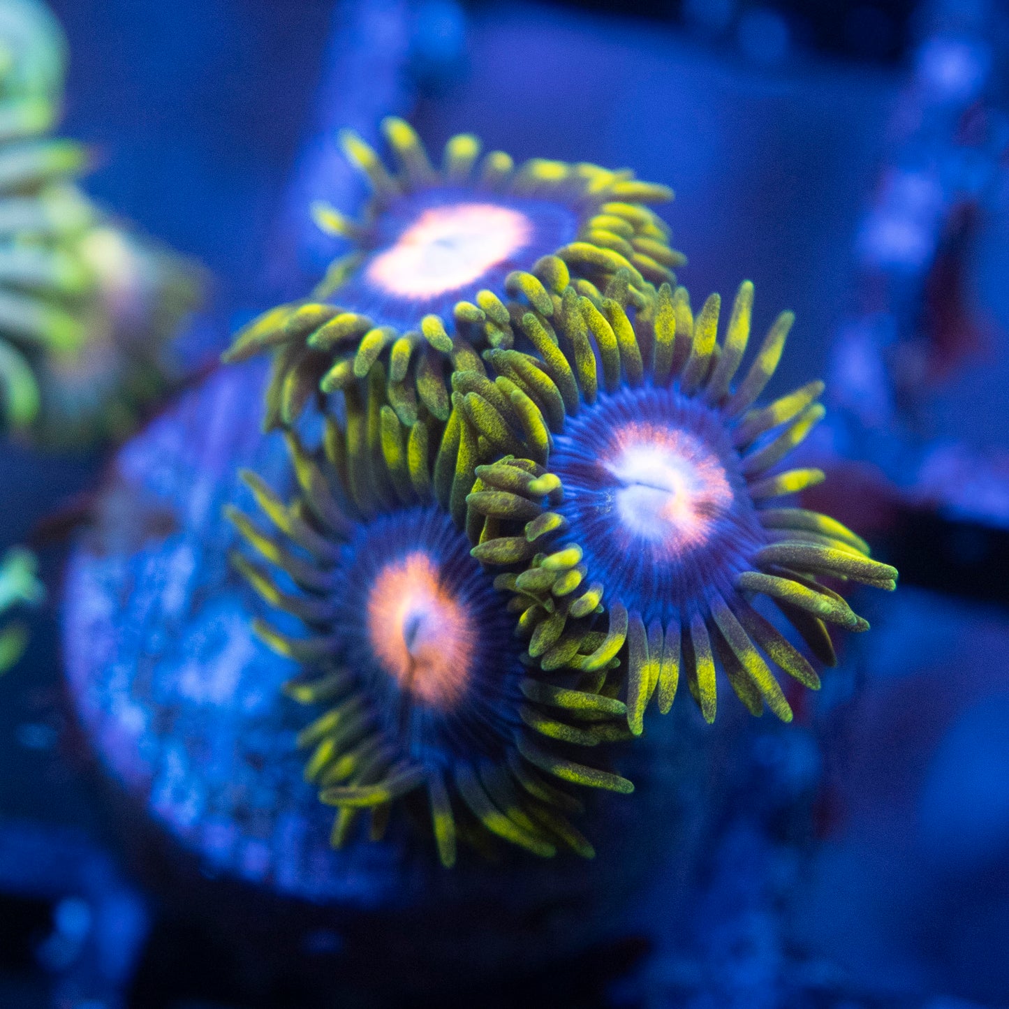 Blowpop Zoa  WYSIWYG coral from AquaGemCorals