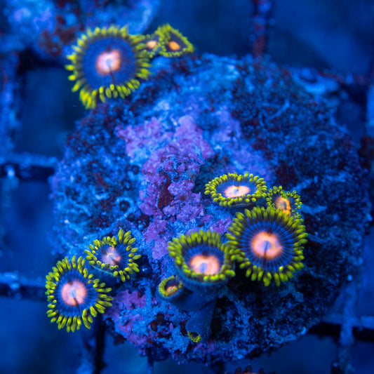 Blowpop Zoa  WYSIWYG coral from AquaGemCorals