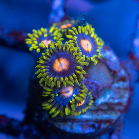 Blowpop Zoa WYSIWYG coral from AquaGemCorals