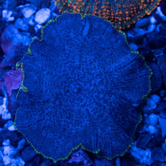 Blue Disco Mushroom