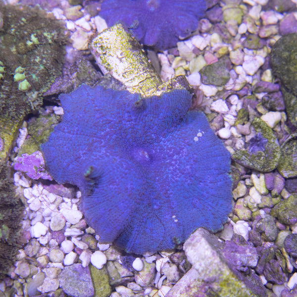 Almost WYSIWYG Blue Disco Mushroom