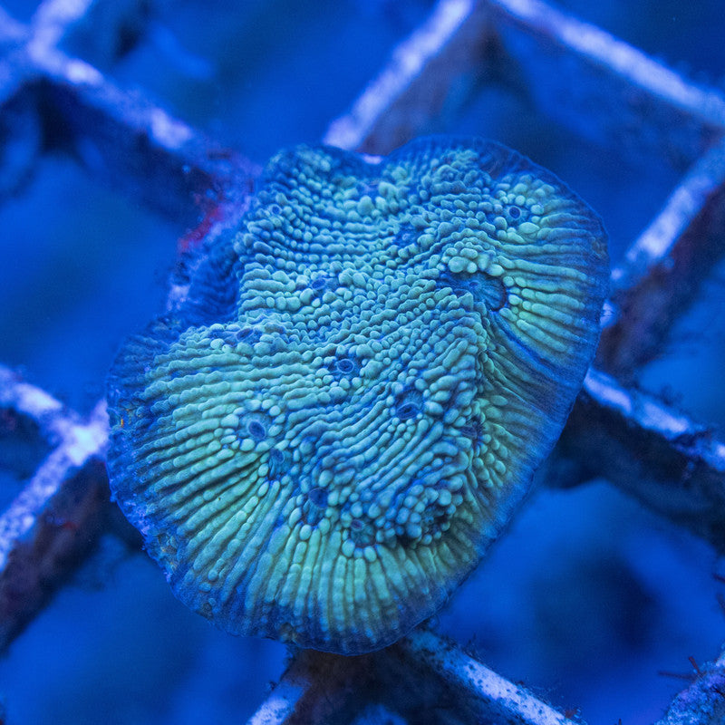 Blue Ice Chalice WYSIWYG live coral for sale at AquaGemCorals