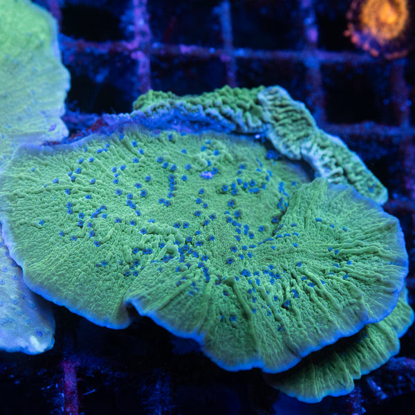 Blue Polyp Monti