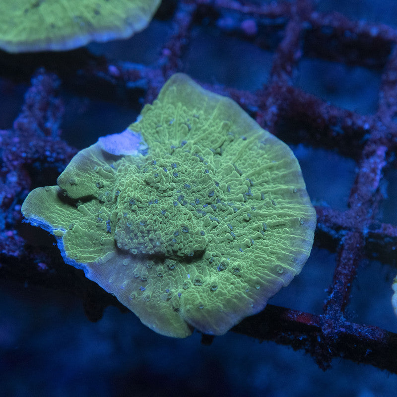 Blue Polyp Montipora Cap