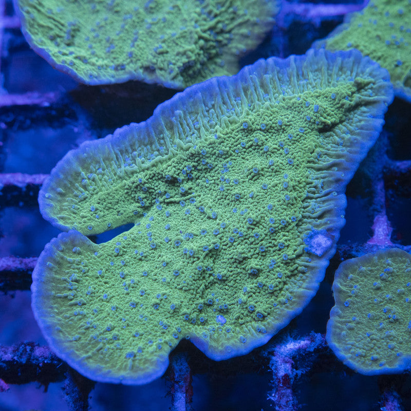 Blue Polyp Montipora Cap WYSIWYG live coral for sale at AquaGemCorals