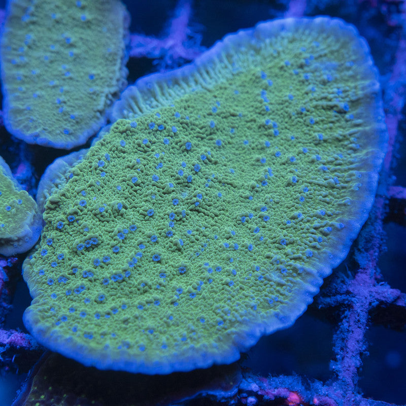 Blue Polyp Montipora Cap WYSIWYG live coral for sale at AquaGemCorals
