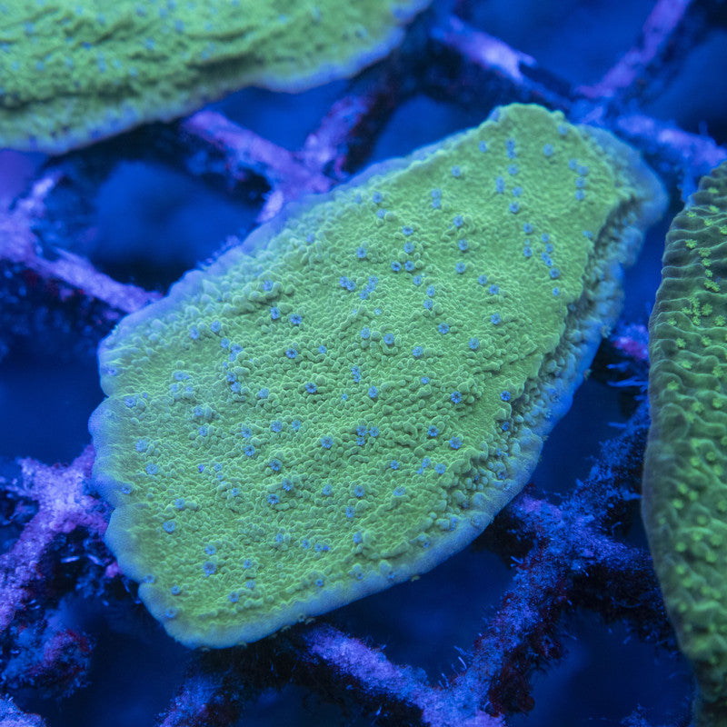 Blue Polyp Montipora Cap WYSIWYG live coral for sale at AquaGemCorals