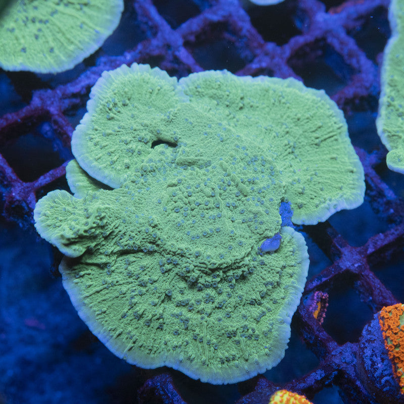 ORA Aquacultured Blue Polyp Montipora Cap