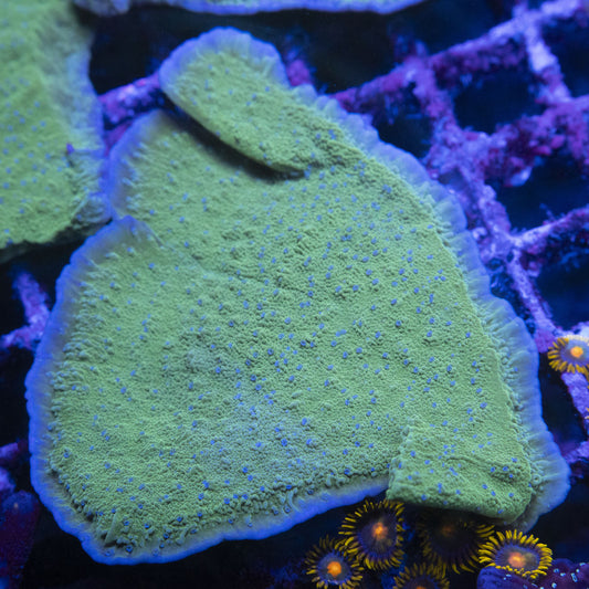 Blue Polyp Montipora Cap WYSIWYG live coral for sale at AquaGemCorals