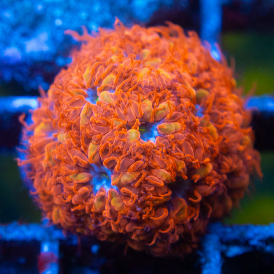 Blue Raven Blastomussa WYSIWYG coral from AquaGemCorals