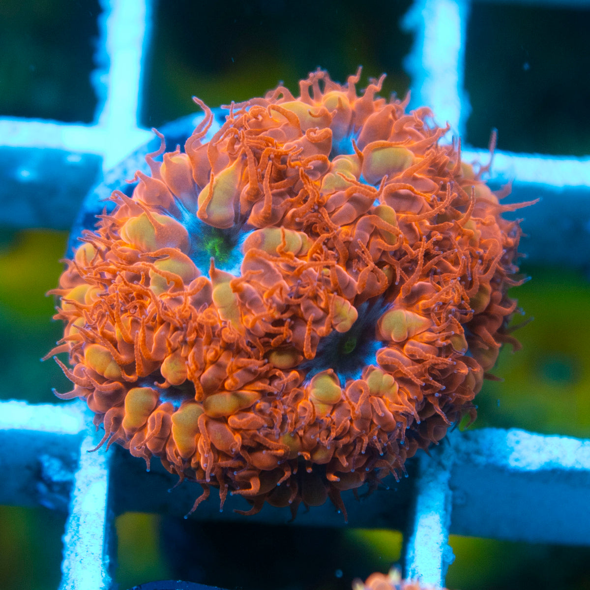 Blue Raven Blasto live reef coral - AquaGemCorals