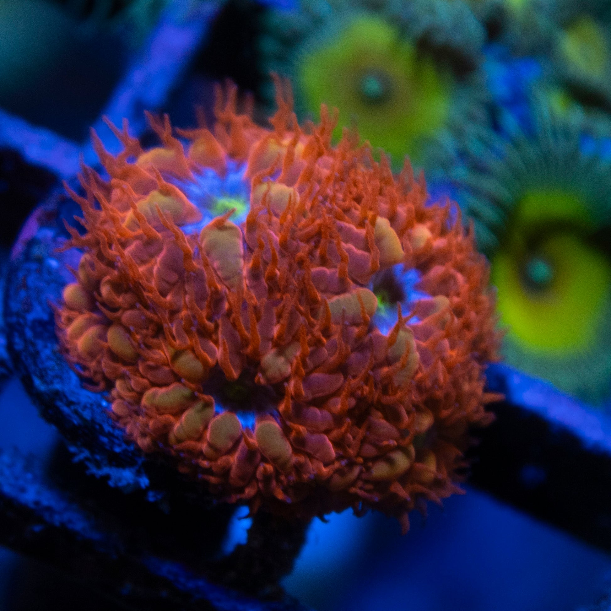 Blue Raven Blastomussa live coral for saltwater reef aquarium