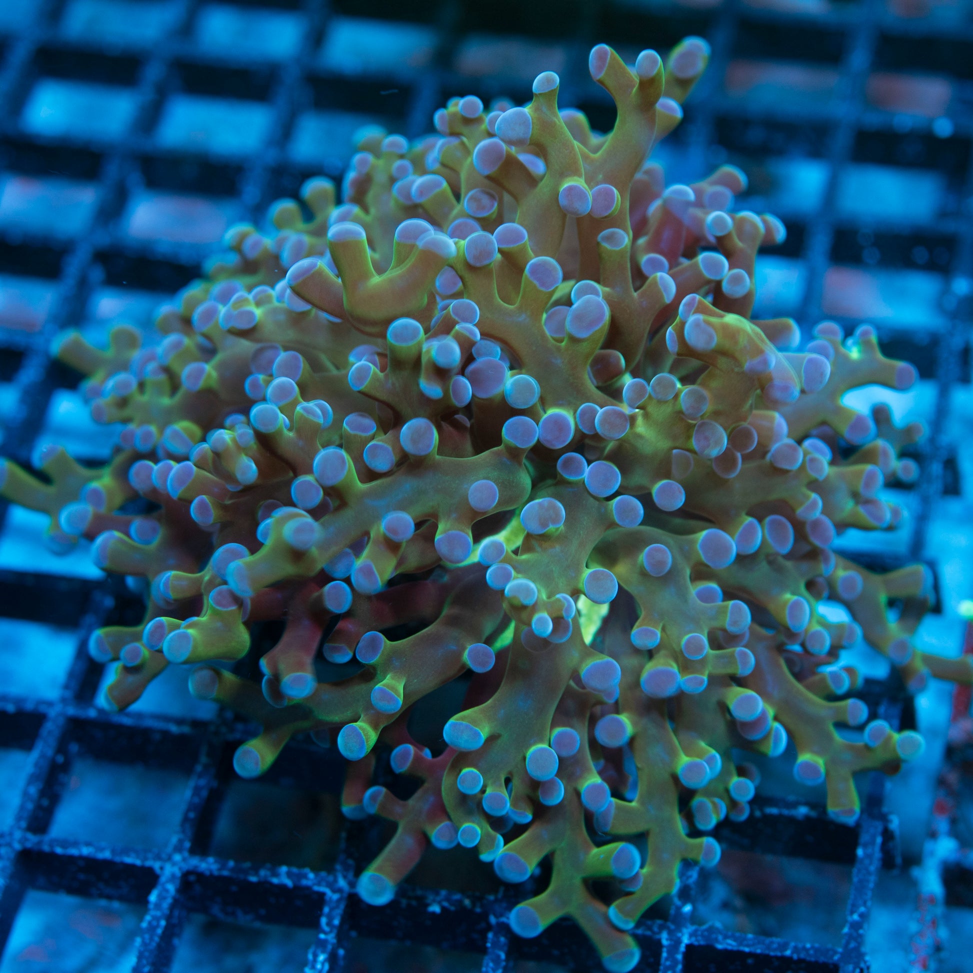 Blue Tip Frogspawn live coral for saltwater reef aquarium