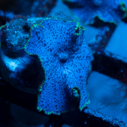 Blue Disco Mushroom