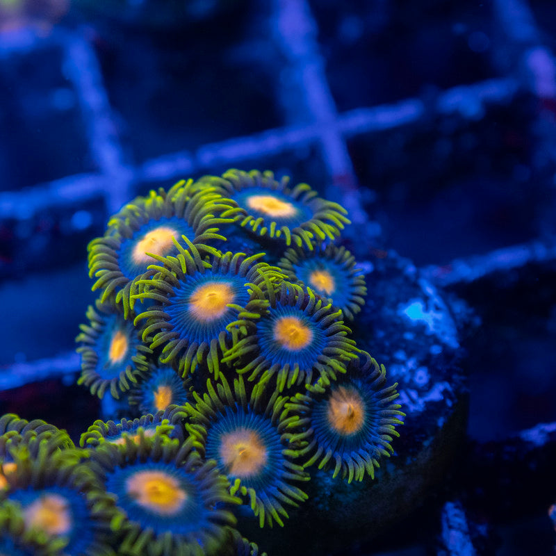 Blueberry Pie Zoa