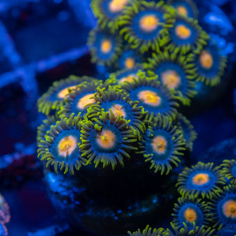 Blueberry Pie Zoa