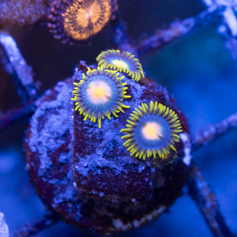 Blueberry Pie Zoa - AquaGemCorals