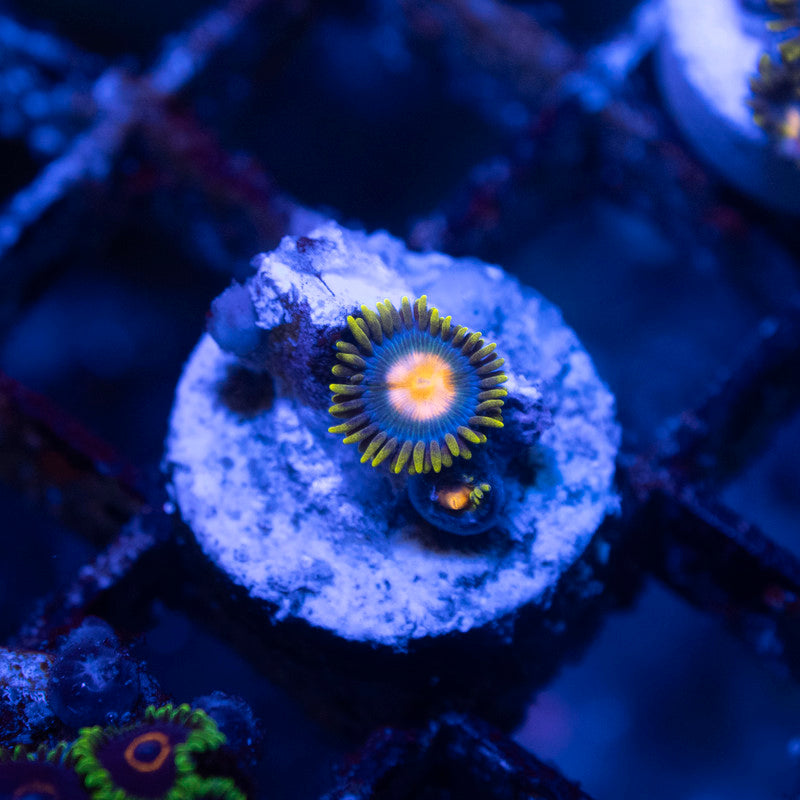 Blueberry Pie Zoa - AquaGemCorals