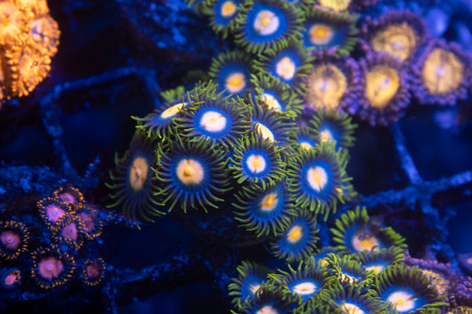 Blueberry Pie Zoa