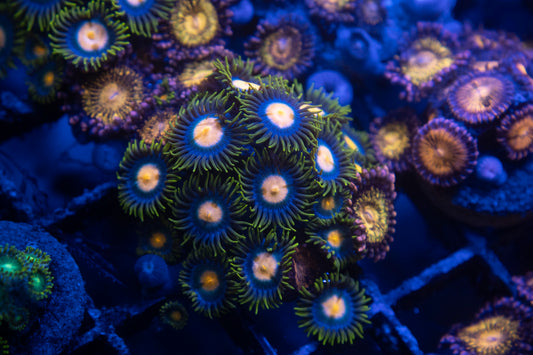Blueberry Pie Zoa