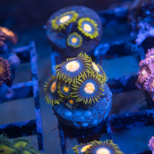 Blueberry Pie Zoa