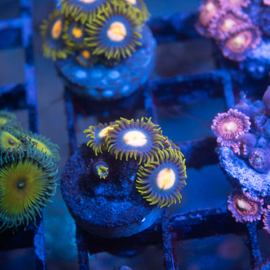 Blueberry Pie Zoa