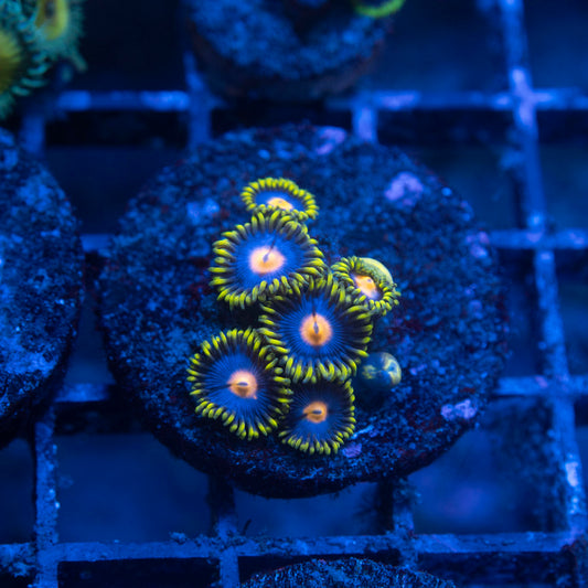 Blueberry Pie Zoa