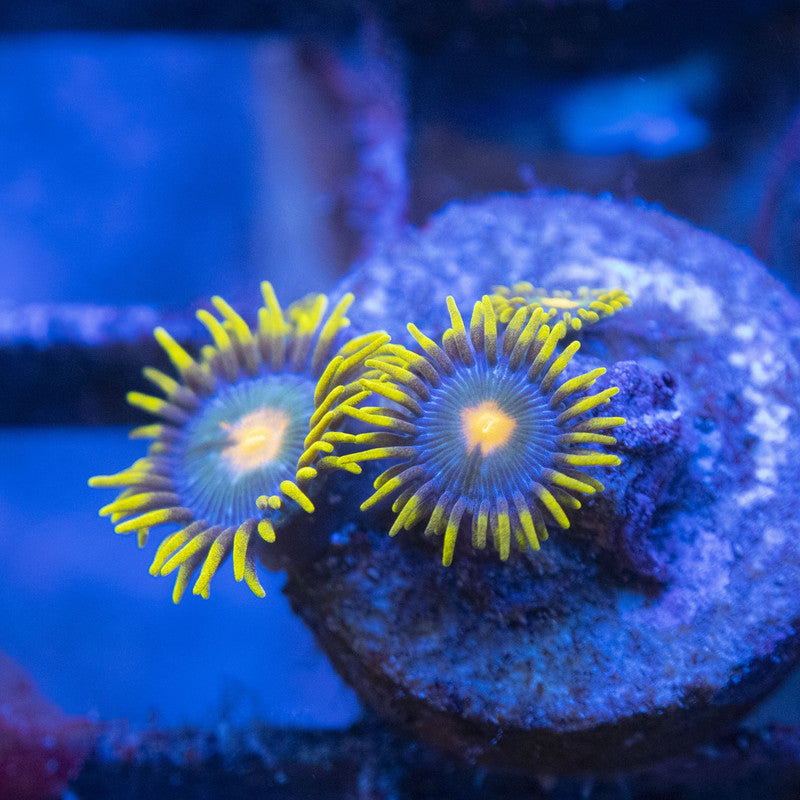 Blueberry Zoas WYSIWYG live coral for sale at AquaGemCorals