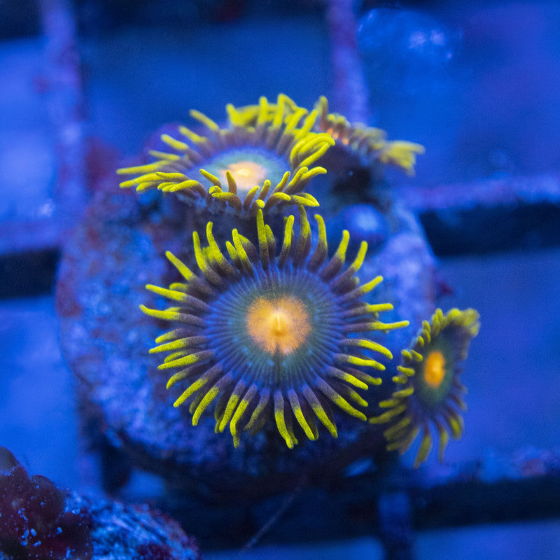 Blueberry Zoas WYSIWYG live coral for sale at AquaGemCorals