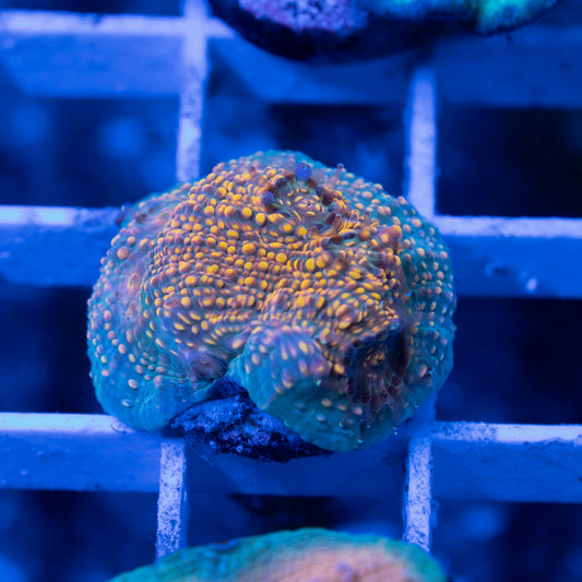 Blueberry fields Chalice - AquaGemCorals