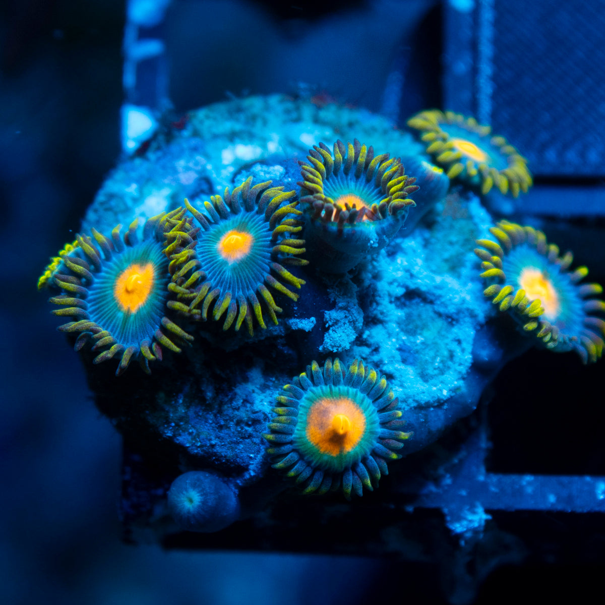 Blueberry Pie Zoa