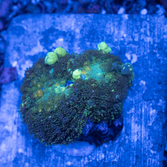Bounce Rhodactis Mushroom