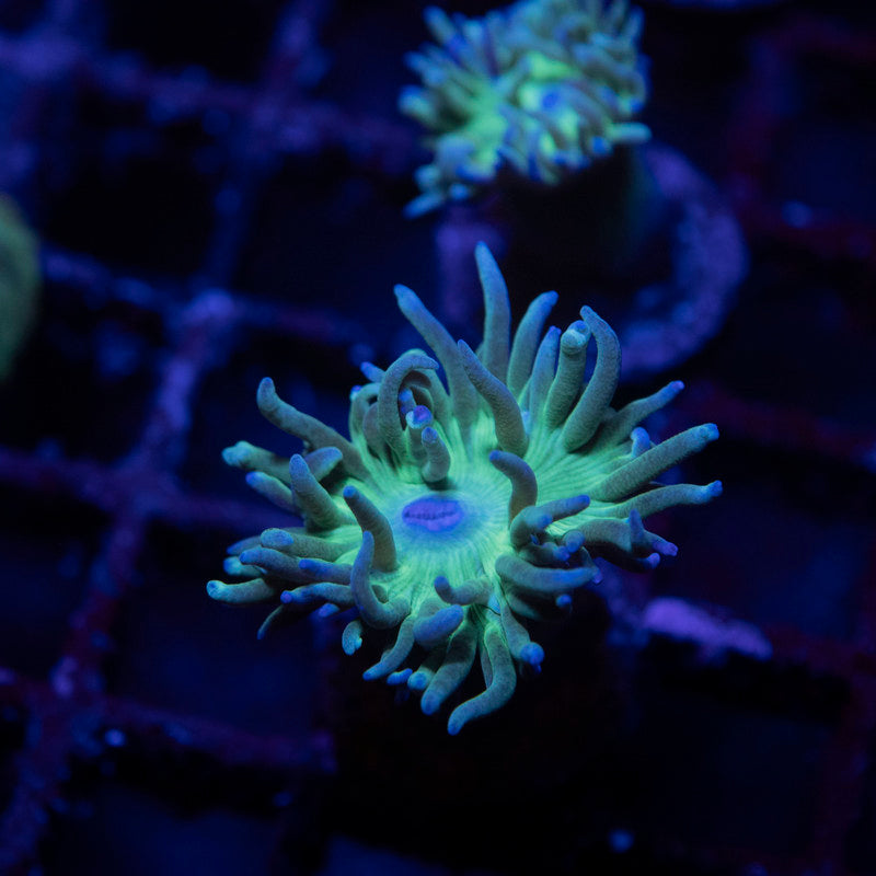 Branching Duncan - AquaGemCorals
