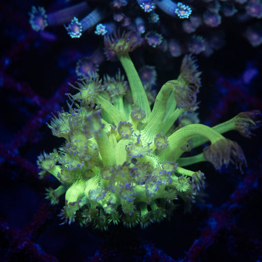 Bright Green Goniopora - AquaGemCorals