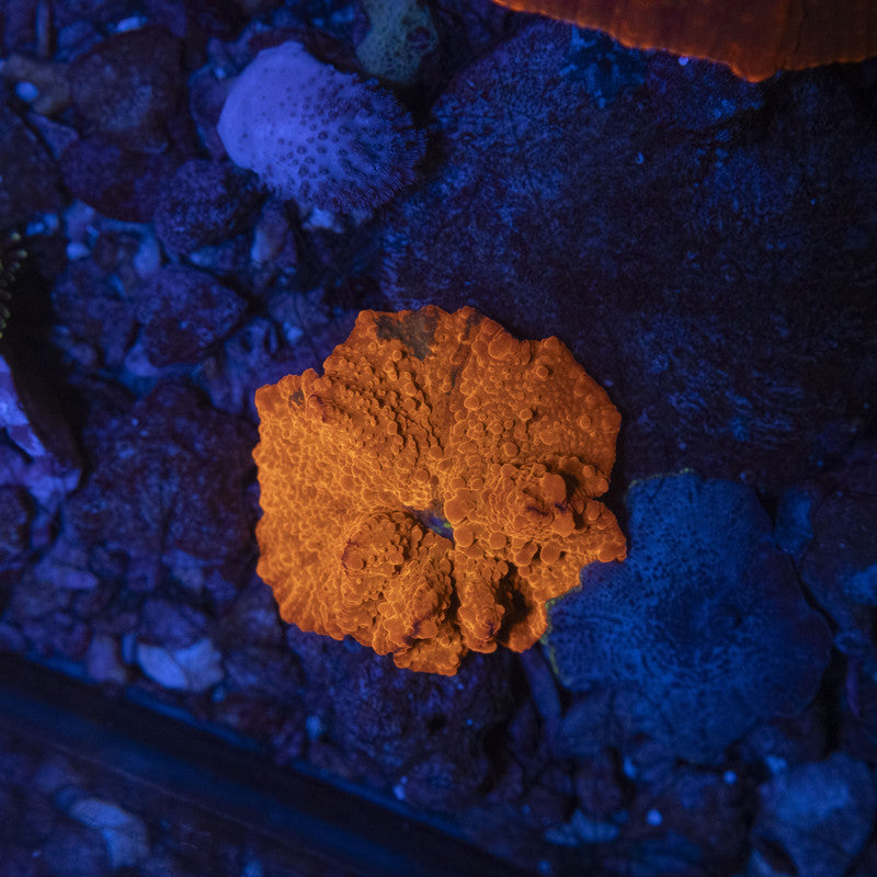 Bright Red Disco Mushroom