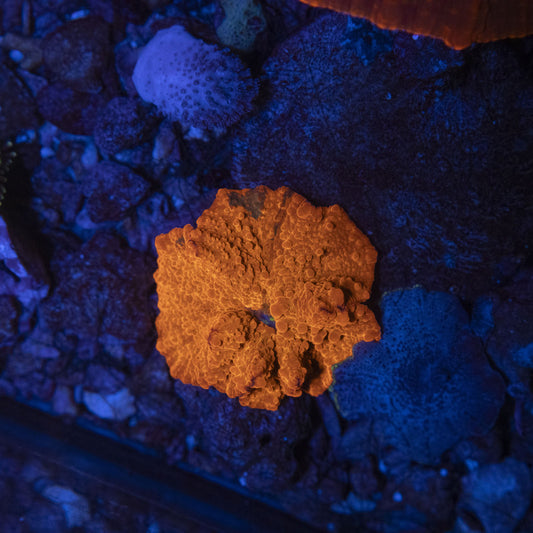 Bright Red Disco Mushroom