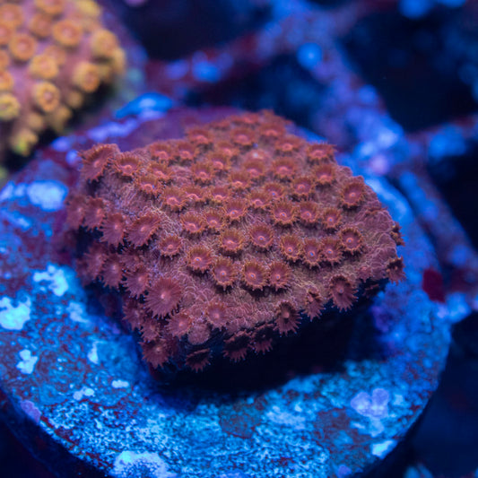 Bronze Cyphastrea