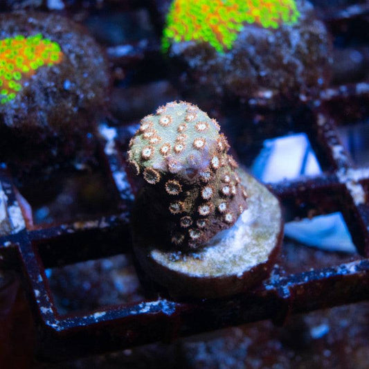 Bronze Cyphastrea - AquaGemCorals