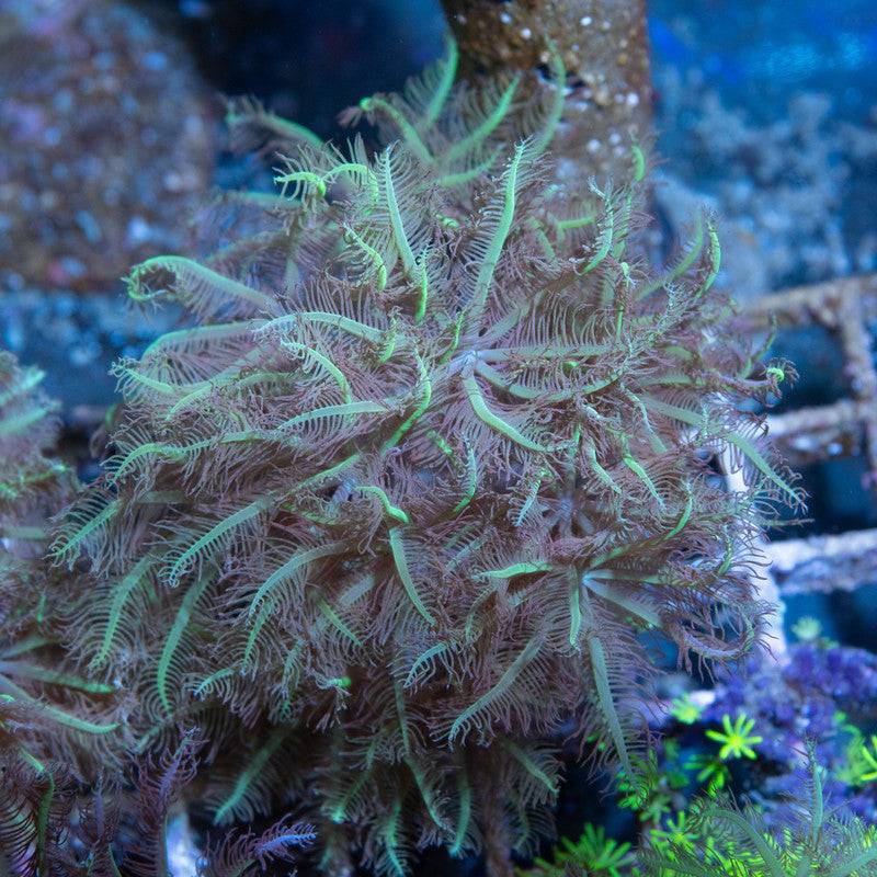 Brown anthelia Polyps - AquaGemCorals