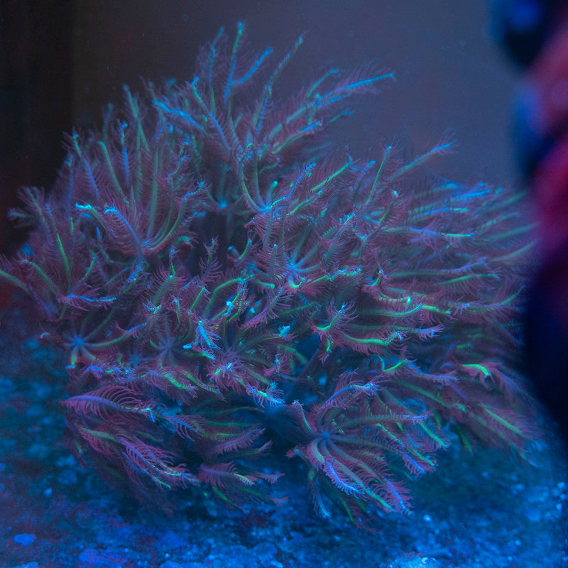 Brown Clove Polyps