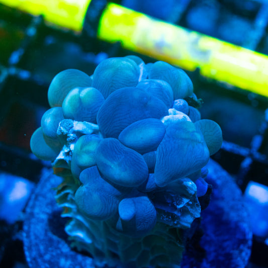 Bubble Coral Blue Pearl
