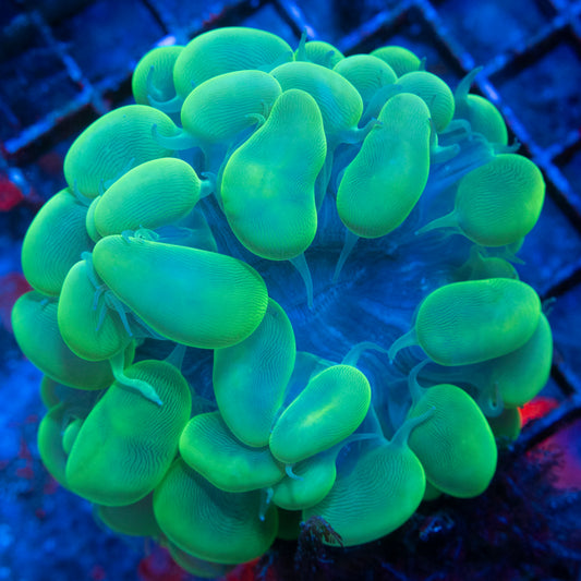 Bubble Coral WYSIWYG coral from AquaGemCorals
