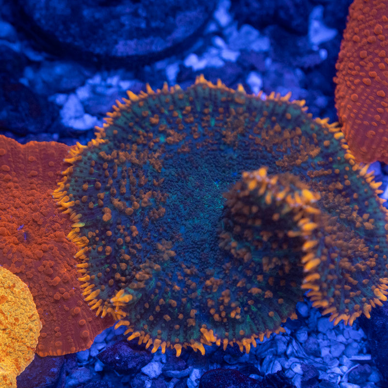 Bulls' Eye Rhodactis Mushroom