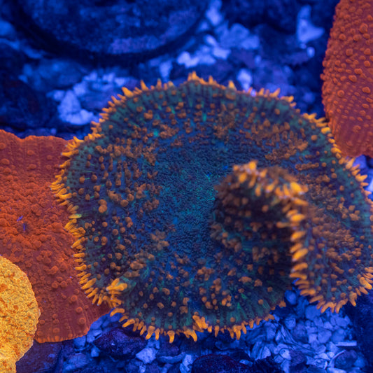 Bulls' Eye Rhodactis Mushroom