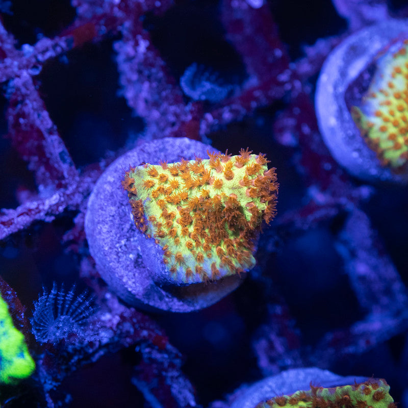 Burning Banana Stylocoeniella - AquaGemCorals