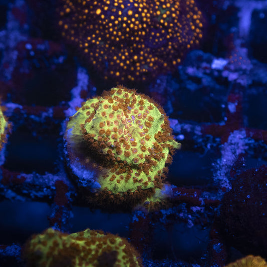 Burning Banana Stylocoeniella