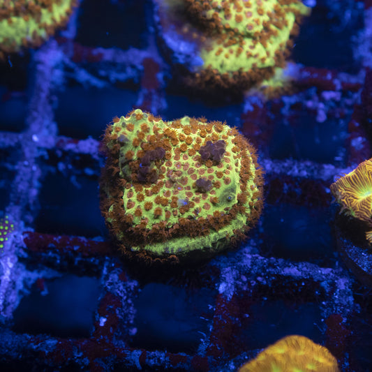 Burning Banana Stylocoeniella