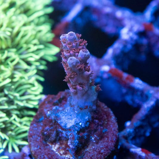 CB Maleficent Acropora Coral