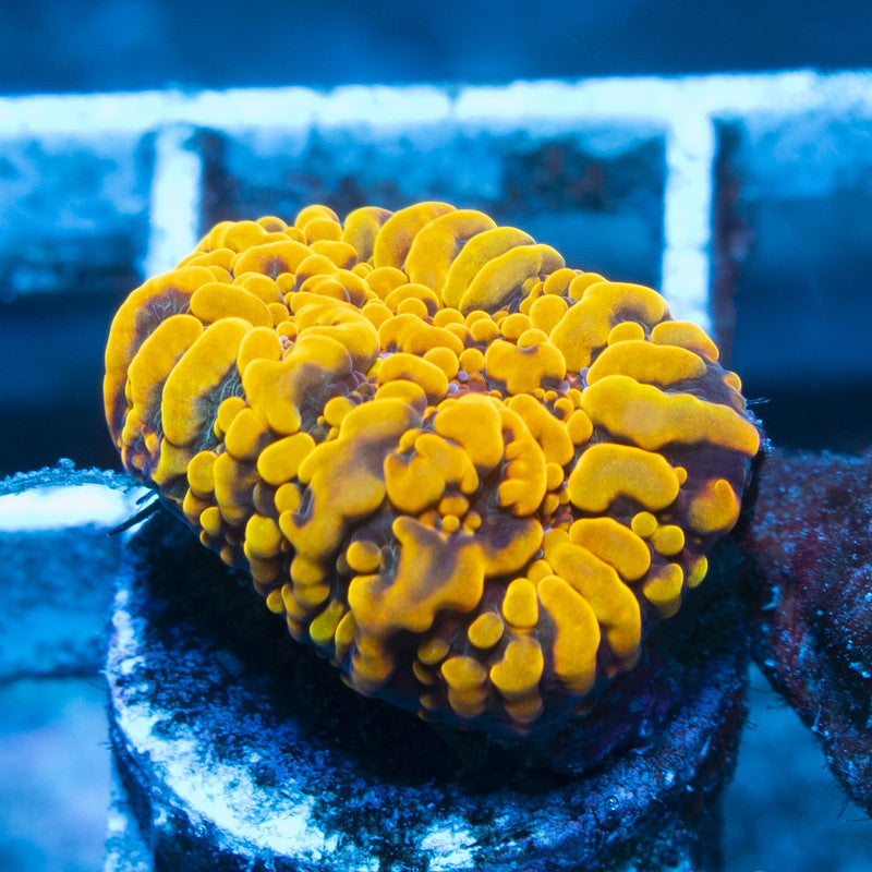 CB cloudberry Chalice live coral for reef aquarium